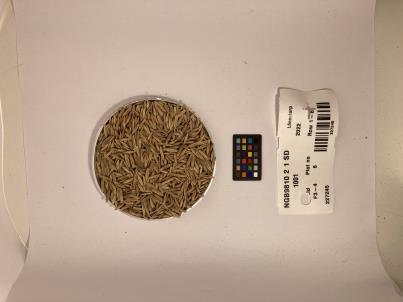 Click for 1 image(s) for this accession. SEED